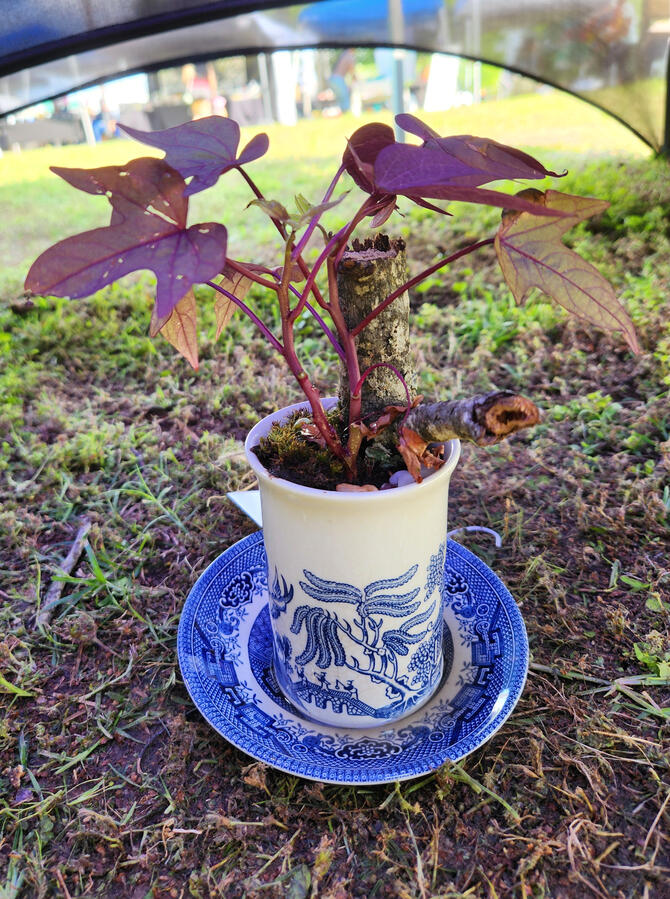 Vintage Tea Set Bonsai