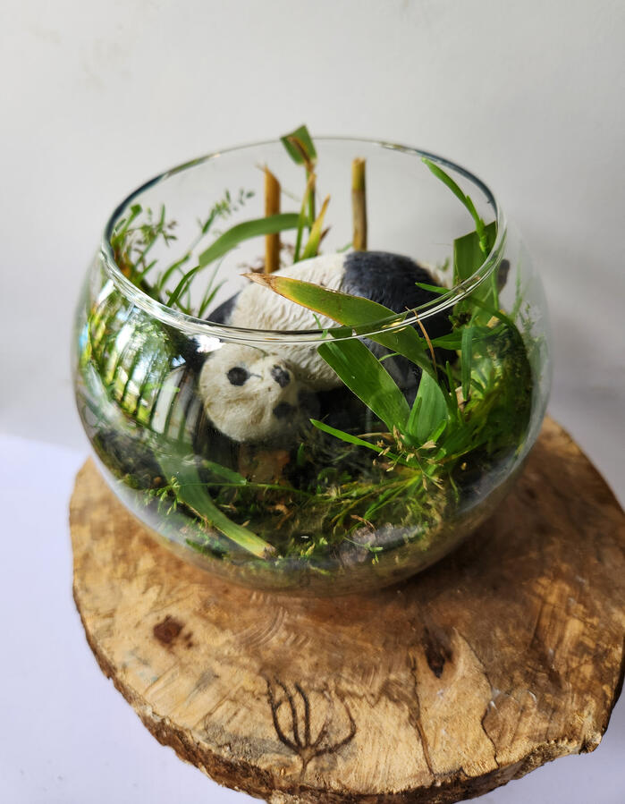 Bamboo Forest Terrarium