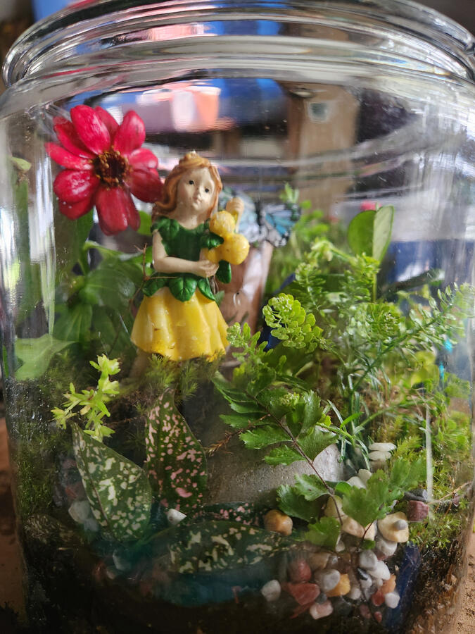 Lemon Fairy's Garden