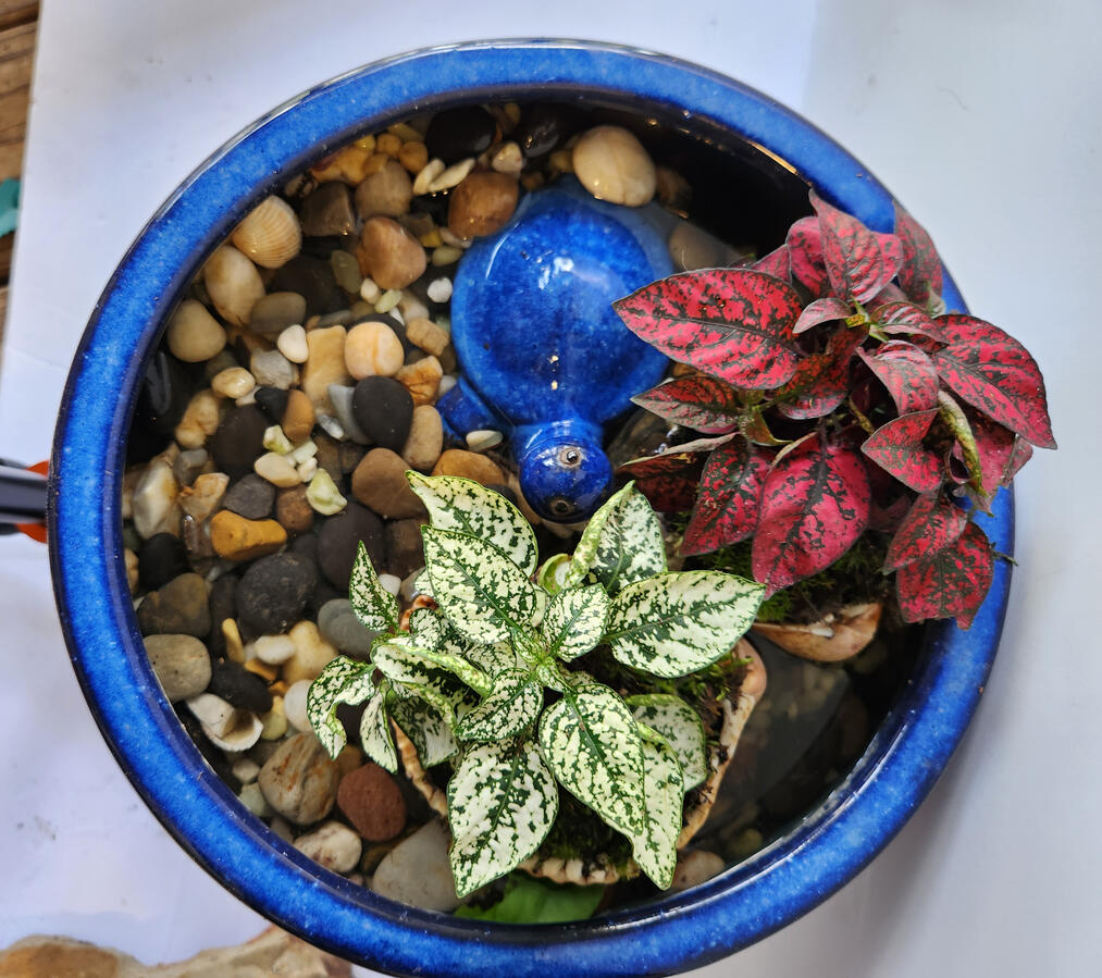 Blue Turtle Bowl Mini Fish Pond