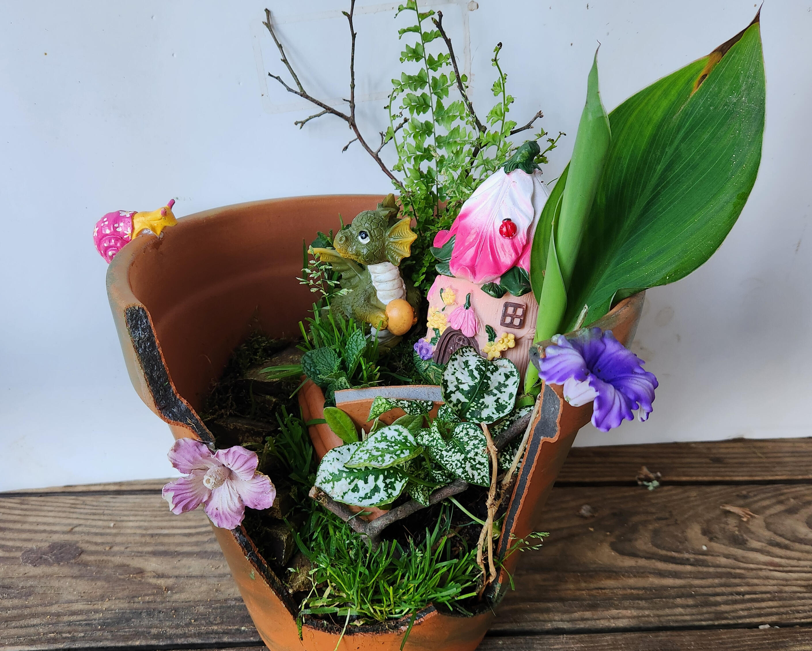Dragon Fairy Garden Terrarium Clay pot broken and redesigned into a fairy garden home for a baby dragon. Live moss, ferns and plants add to the vibrance, created by Sharm's Green Thumb plant nursery logo - Longview TX