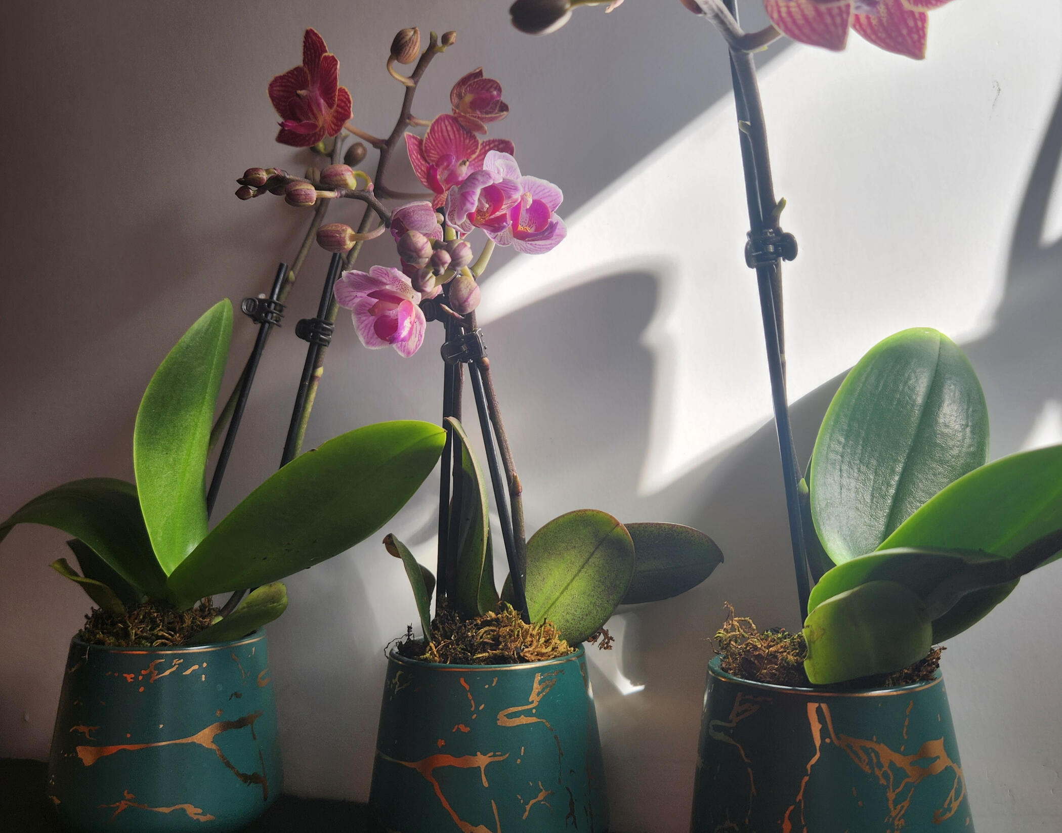 Orchid Bonsai in Teal Cup Mini orchid bonsai in a vintage teal Japanese sake cup