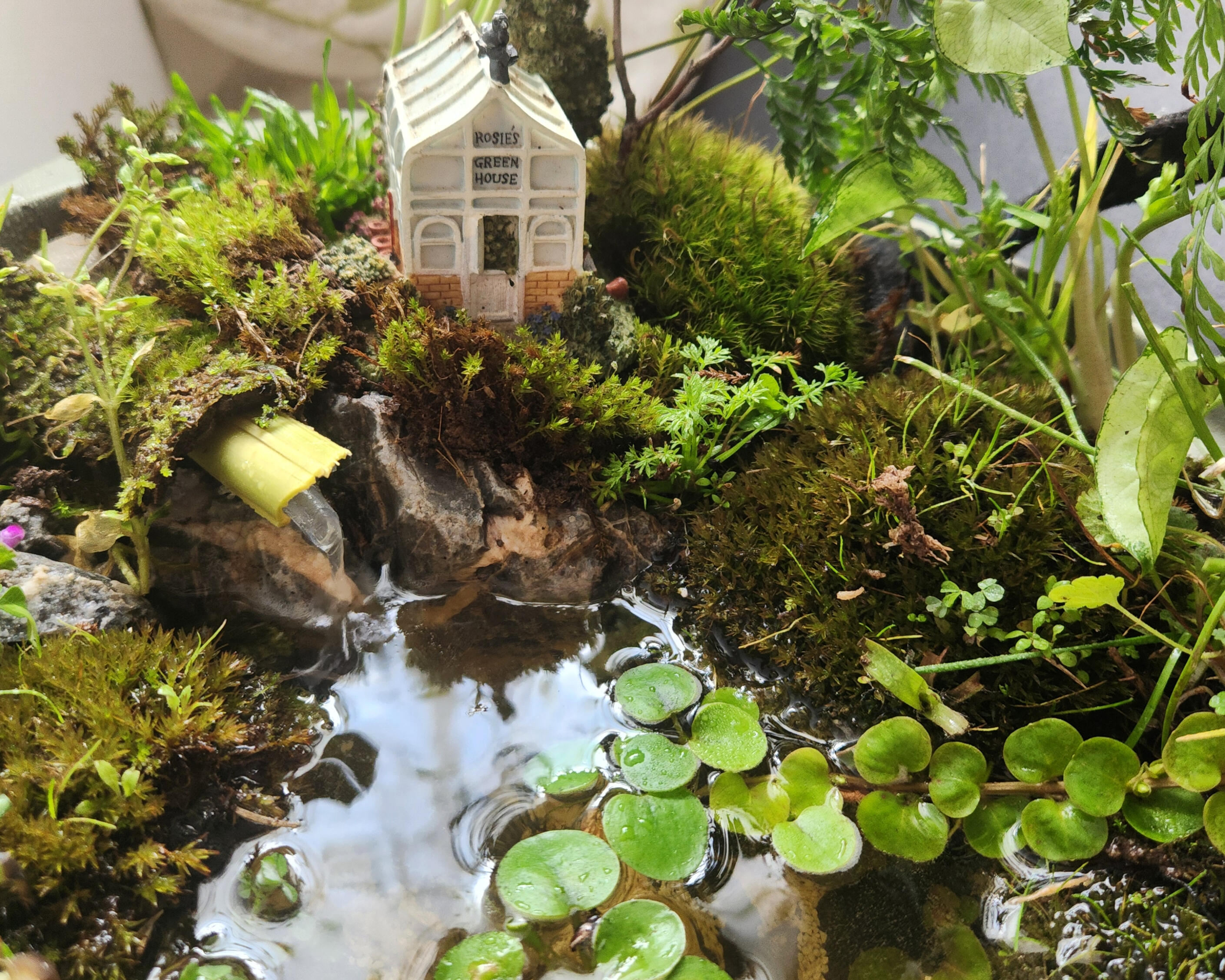 Rosie’s Greenhouse Container Pond A charming little pond in a vintage crock pot, featuring a miniature greenhouse, a mossy embankment and a little stream