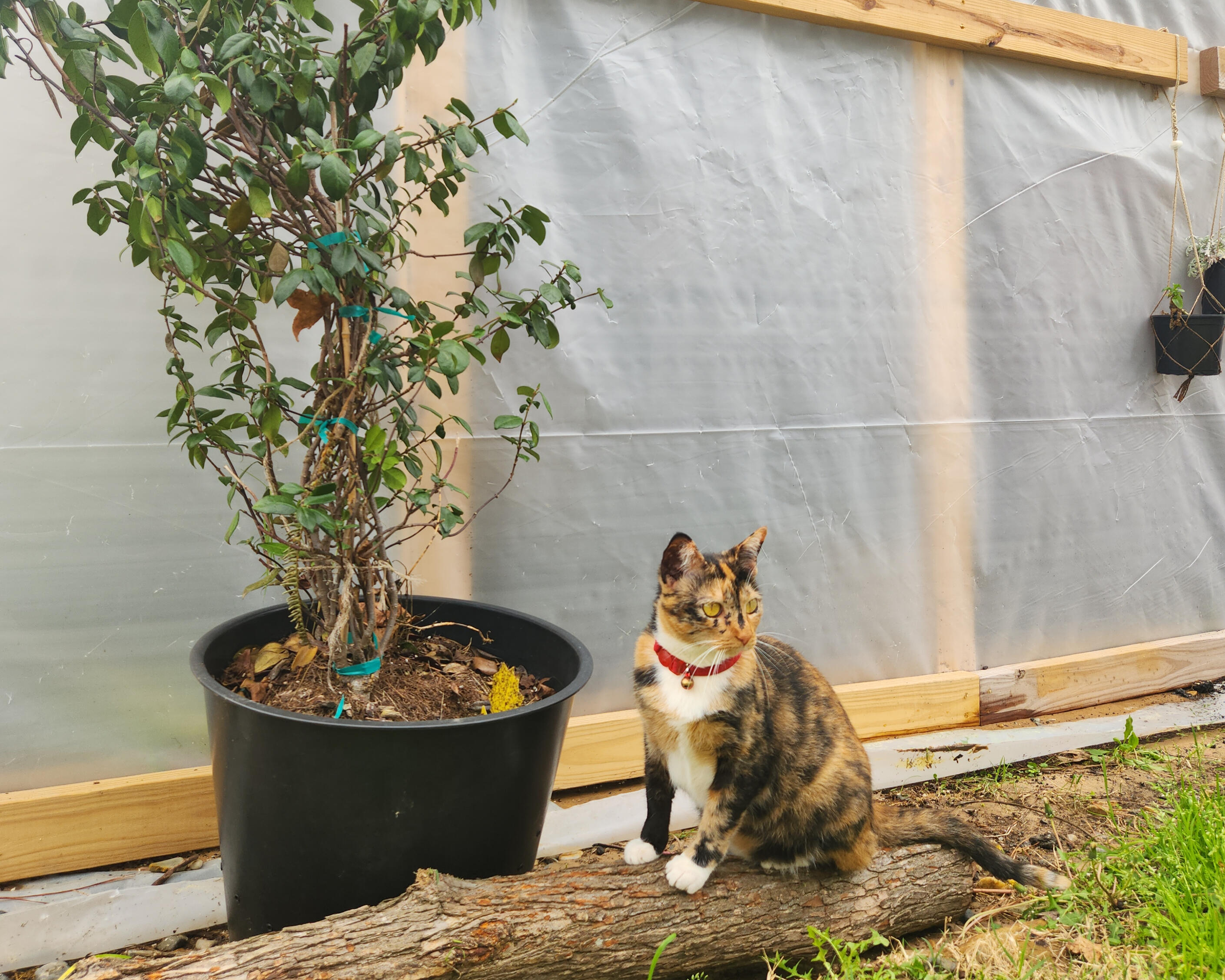 Nursery Cat in front of Nursery Greenhouse Features the calico nursery cat Lady next to a Jasmine Tree and the greenhouse