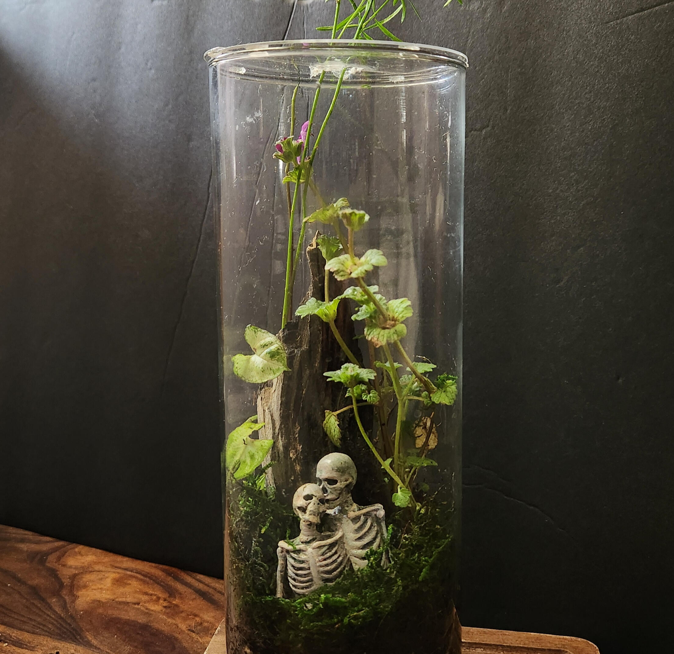 Closed Glass Terrarium - Lovers Closed glass terrarium, featuring a live moss wall and plants, a jungle landscape, in the midst of which, a pair of skeleton lovers embrace
